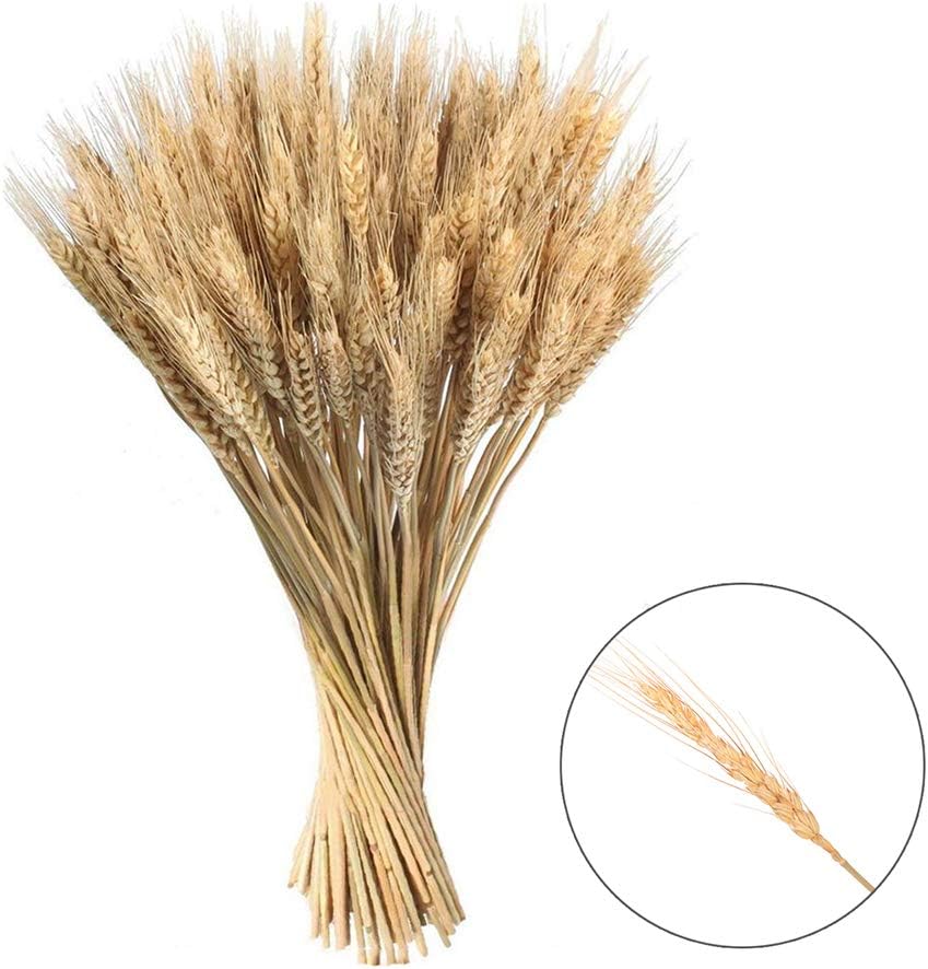 MAFAGE Dried Wheat Decorative Natural Long Wheat Ear Dried Grasses Bundle for Fall Wedding Centerpieces Decorations Photography Props (100 Pcs/lot)