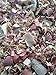 Natural Cedar Shavings (8 Quart)