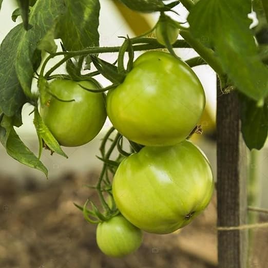 FastDirect Semillas de Tomate Verde 50 PCS Semillas de Verduras ...