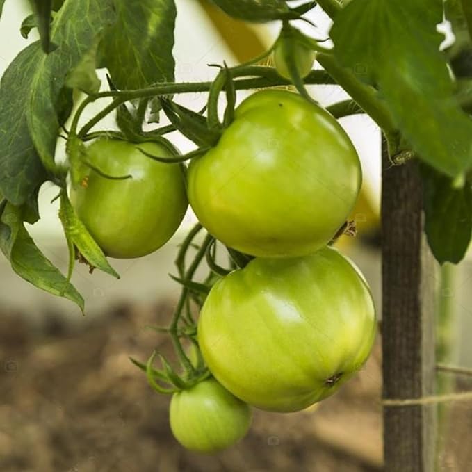 FastDirect Semillas de Tomate Verde 50 PCS Semillas de Verduras ...
