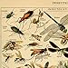 Vintage Poster Print Art Insects Identification Reference Species Collection Entomology Diagram Chart Wall Decor (20.87'' x 31.5'')