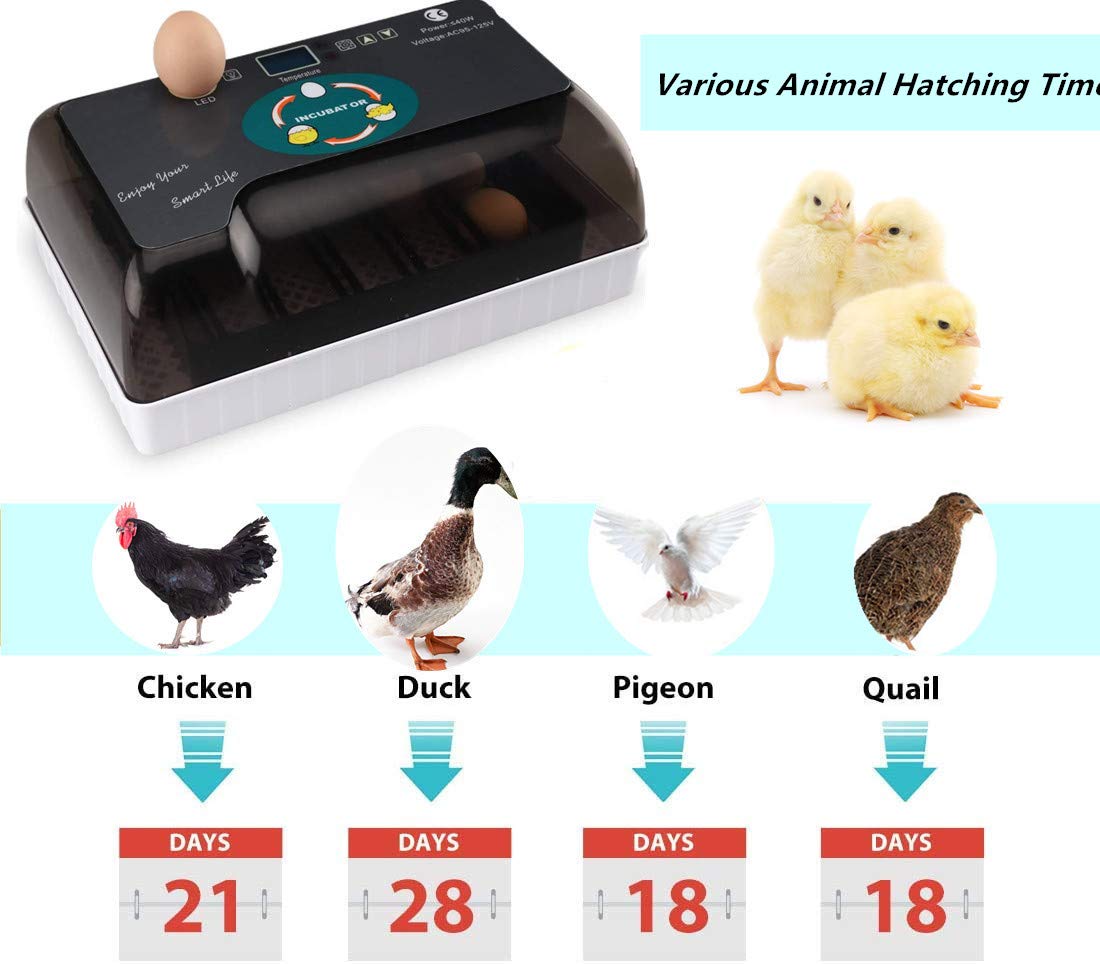 12 Eggs Incubator Temperature Control & Humidity Control & Automatic