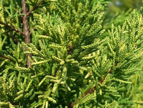 Amazon コニファー ゴールドクレスト H 0 3m苗 5号ポット苗庭木 花