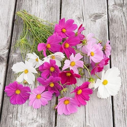 Organic Non-GMO Sensation Blend Cosmos - OPEN-POLLINATED - Garden Flower Seed for Planting (price includes shipping)