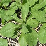 Wild Lettuce Seeds (Lactuca virosa) 20+ Medicinal Herb Seeds in FROZEN SEED CAPSULES for the Gardener & Rare Seeds Collector, Plant Seeds Now or Save Seeds for Years