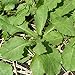 Wild Lettuce Seeds (Lactuca virosa) 20+ Medicinal Herb Seeds in FROZEN SEED CAPSULES for the Gardener & Rare Seeds Collector, Plant Seeds Now or Save Seeds for Years