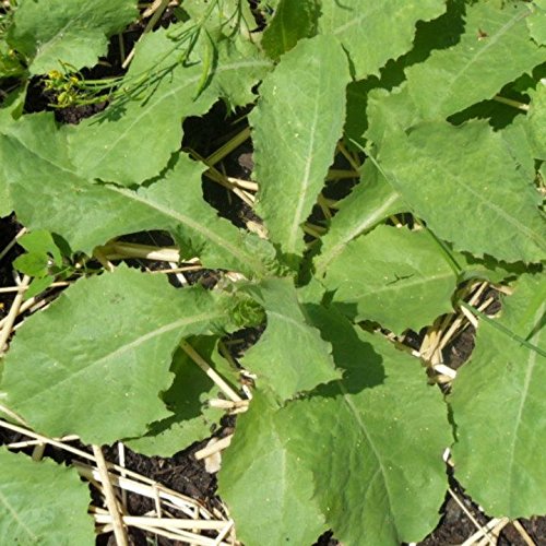 Wild Lettuce Seeds (Lactuca virosa) 20+ Medicinal Herb Seeds in FROZEN SEED CAPSULES for the Gardener & Rare Seeds Collector, Plant Seeds Now or Save Seeds for Years Wild Lettuce Seeds (Lactuca virosa) 20+ Medicinal Herb Seeds in FROZEN SEED CAPSULES for the Gardener & Rare Seeds Collector, Plant Seeds Now or Save Seeds for Years