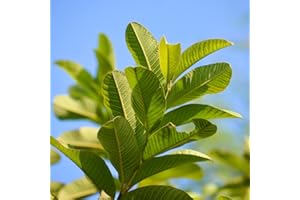 Curry Forest Organic Fresh Guava Leaves - 100% Natural, Pesticide-Free, USA Grown Loose Leaf for Herbal Tea - 3oz (50+ Leaves)