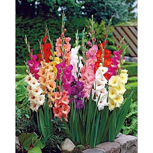 Gladiolus Flower Bulbs