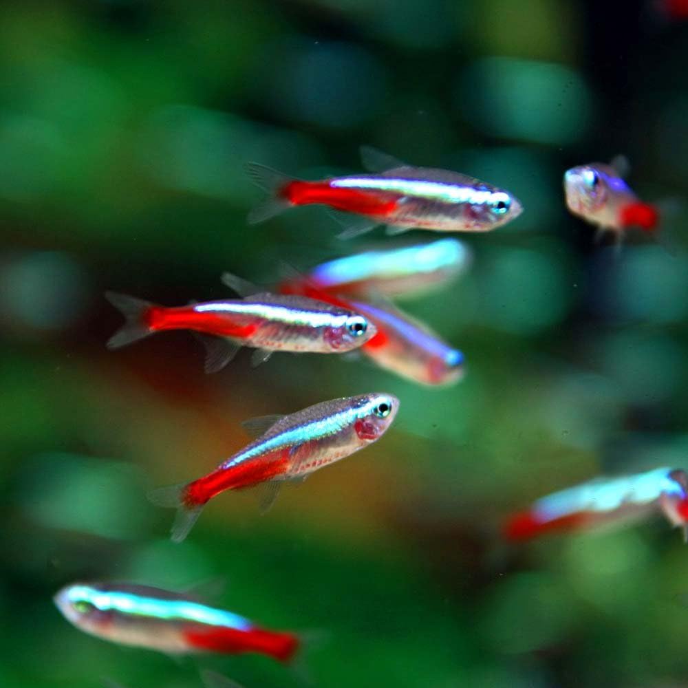 Amazon 熱帯魚 ネオンテトラ ｓｍサイズ 約2cm 100匹 生体 観賞魚 水中生物 通販
