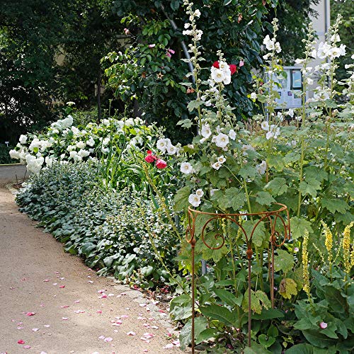 Gerry Staudenhalter Durchmesser Strauchhalter Staudenbinder rund Rankhilfe Stütze Pflanzen Metall Eisen Rost Deko (40cm) – Bild 6