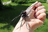 Spider Black Widow, pendant Blown glass