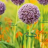 Garden Mile Heavy Duty Circular Plant Support Rings 10pc Spiral Stakes view 6