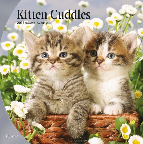Kitten Cuddles 2014 Square 12x12