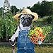Fun Pugs 2018 Pug Wall Calendar (2017)