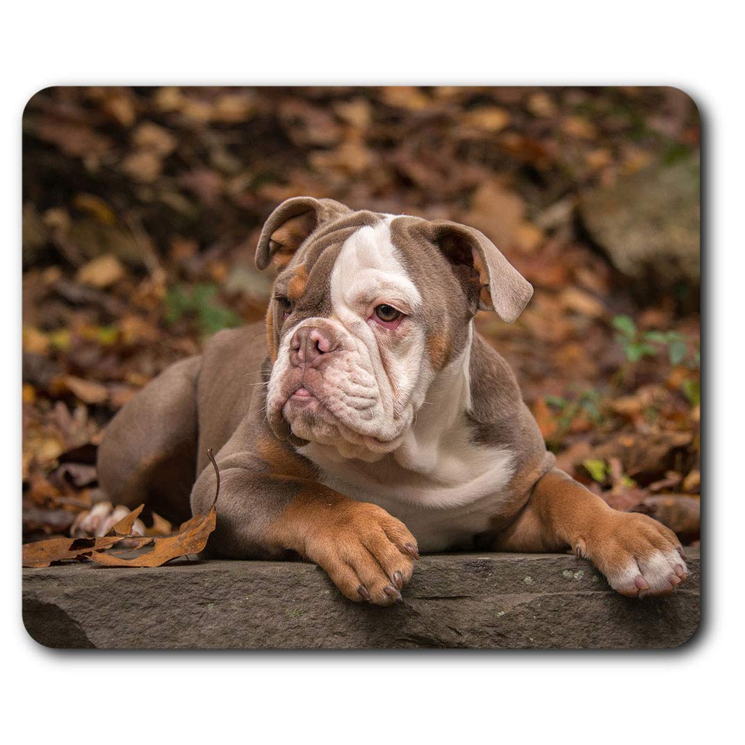 Destination Vinyl Ltd Comfortable Mouse Mat - American Bulldog Puppy Dog 23.5 x 19.6 cm (9.3 x 7.7 inches) for Computer & Laptop, Office, Non-slip Base - RM12471