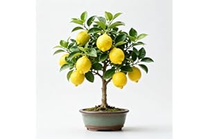 Fragrant Lemon Tree Sapling – 1 Live Plant, 13–17 Inch Tall, Yellow Fruit, Fast-Growing Citrus for Home, Office & Balcony Dec