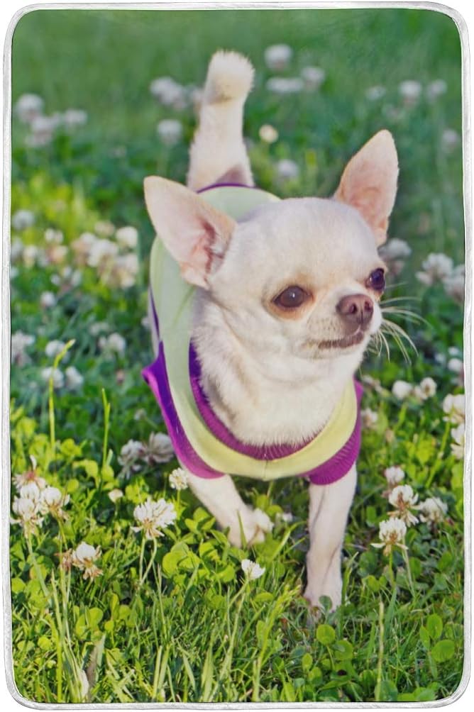 chihuahua in a blanket