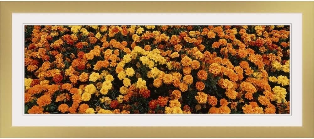 GREATBIGCANVAS Flowers at Sequoia Park Humboldt Co Eureka CA Gold Framed Wall Art Print, 36"x12"x.75