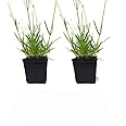 L+ Findlavender Lavender x Intermedia Phenomenal (4" Size Pots, Bee Friendly, Evergreen, 2 Live Plants)