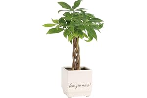 Costa Farms Money Tree Live Plant in Decorative Pot, Air Purifying Indoor Houseplant, Perfect for Home, Room, or Office Decor, Great House Warming or Birthday Gift, 8-10 Inches Tall
