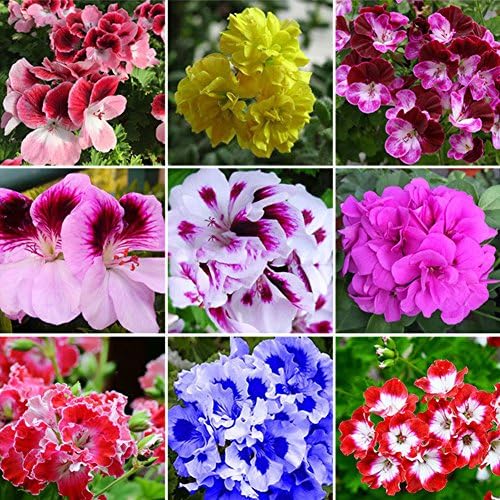 dzsntsmgs 50Pcs Mixed Geranium Seeds Pelargonium Hortorum Balcony Garden Flower Plant