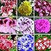 Afco 50Pcs Mixed Geranium Seeds Pelargonium Balcony Garden Flower Plant (Mixed)