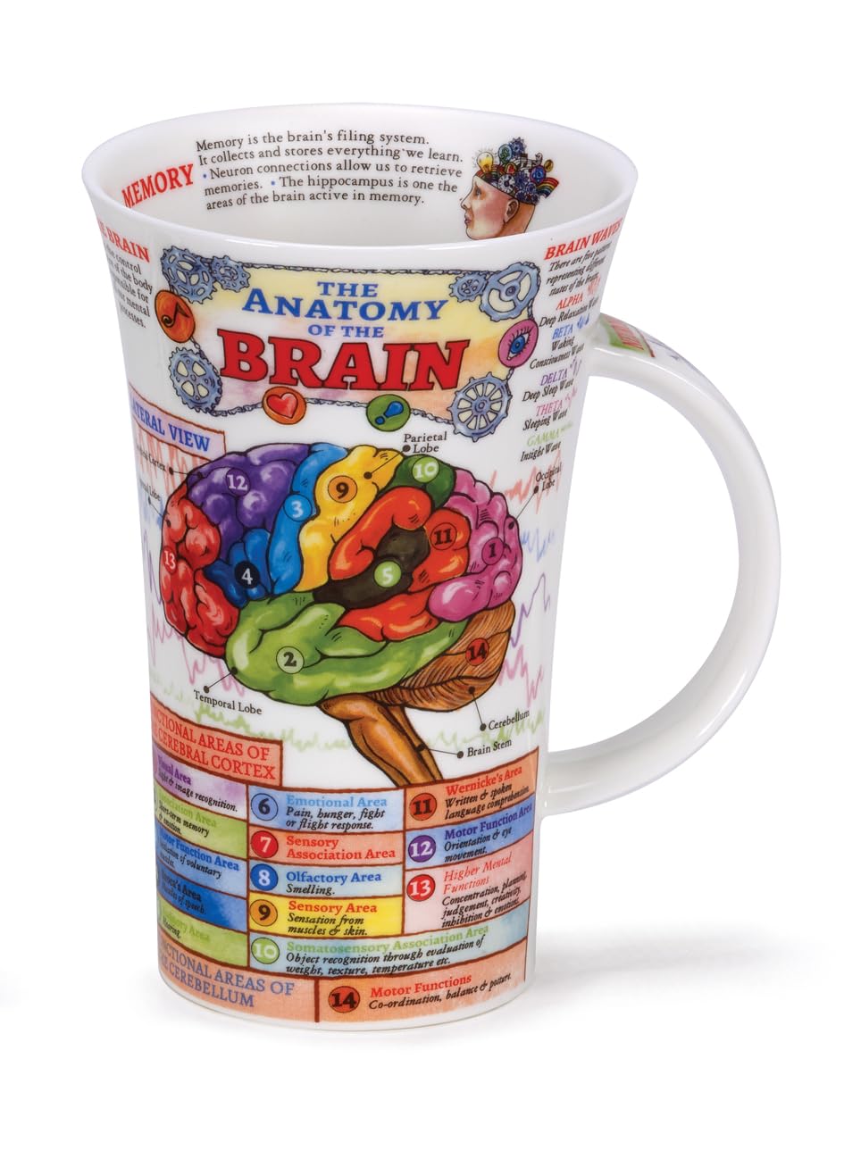 Dunoon Glencoe Fine China Educational THE BRAIN Mug Cup 500ml