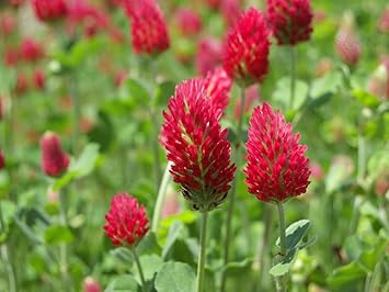 Amazon Co Jp 発芽seeds クリムゾンクローバーの種 カラタチの葉