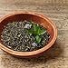 Wild Foods Organic Green Tea, China Leaf Green Loose Leaf Tea, 8 oz.