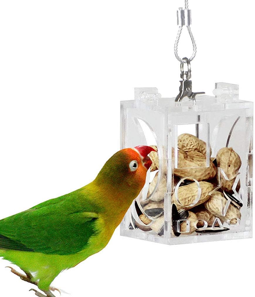 small pet parrots
