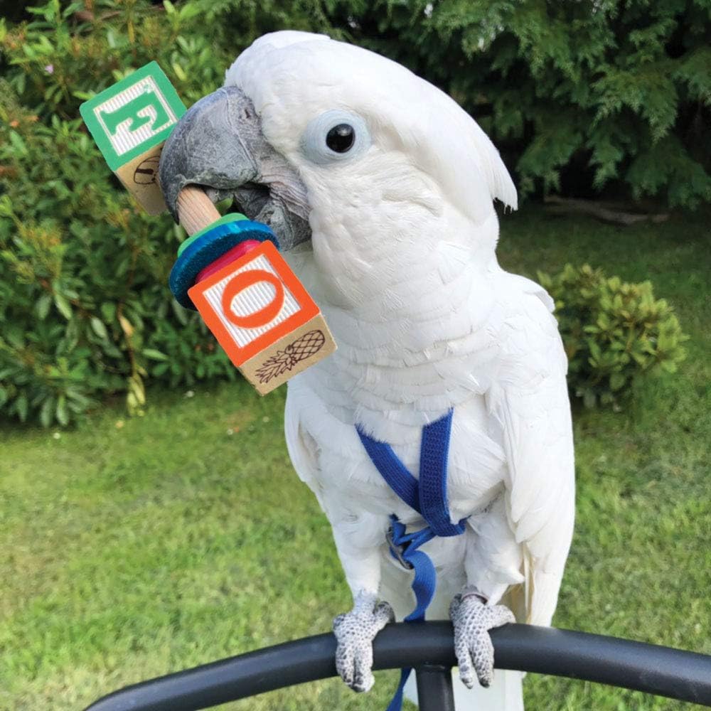 Northern Parrots ABC Parrot Rattle Foot Toy Large Amazon.co.uk Pet