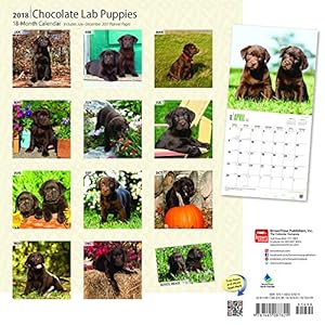 Chocolate Labrador Retriever Puppies 2018 12 x 12 Inch Monthly Square Wall Calendar, Animals Dog Breeds Retriever Puppies (Multilingual Edition)