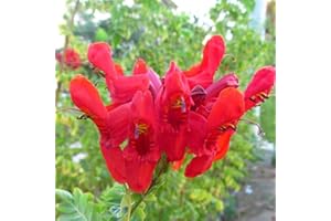 AVERAR Set 2 Cape Honeysuckle Plants Live, Live Red Honeysuckle Plants in 4 Inc Pot, Honeysuckle Vines Bushes for Planting, Honeysuckle Bush