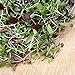 5,000+ Microgreens Seeds- Red Russian Kale by Ohio Heirloom Seeds primary