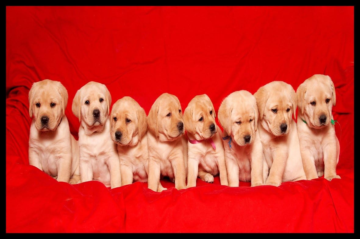DIGITAL REPUBLIC.COM 40814 Door Mat Polyamide PVC Plastic Phthalate, Impression Photo