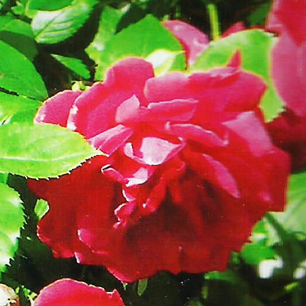Pinsparkle Mix Rose Flowers Seeds Flower Seeds Plant Seed Courtyard Plant Seeds Flowers