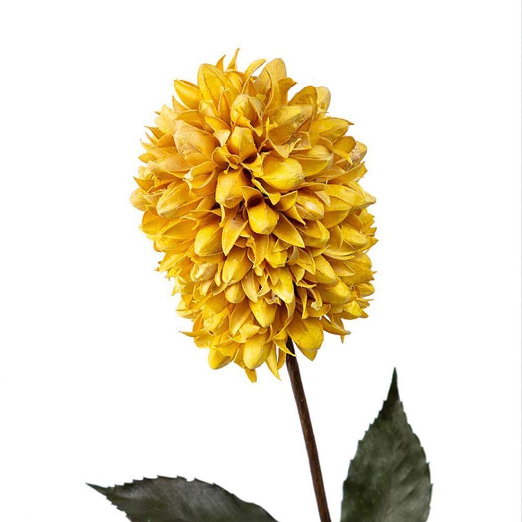 Piokikio Dutch Hyacinth Flower Seeds Home Garden DIY Plants Decoration Flowers