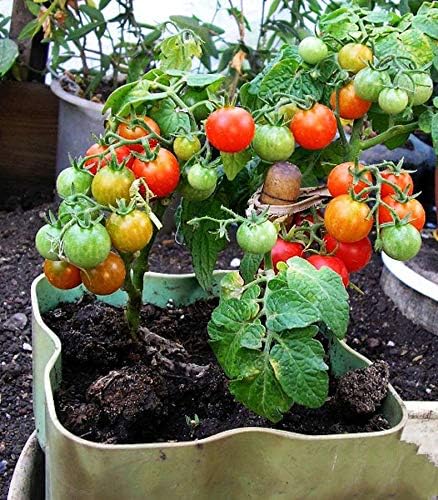 Early Tomato Cherry Bonsai roomed Seeds Organic Heirloom from Ukraine 0.1 g