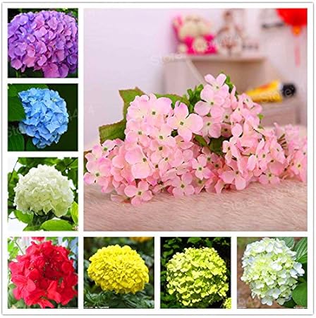Amazon Com Live Plants Flower Plant Hydrangea 20pcs Bag Hydrangea Plantas Mix Colors Bonsai Flower Plants Beautiful Flower Plant For Home Garden Mix Color Garden Outdoor