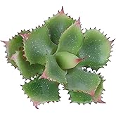 Duovlo Artificial Succulent Plant 7.08 Inch Faux Succulents Agave potatorum Flower Arrangement Craft Wall DIY Materials Pack of 2 (Green)