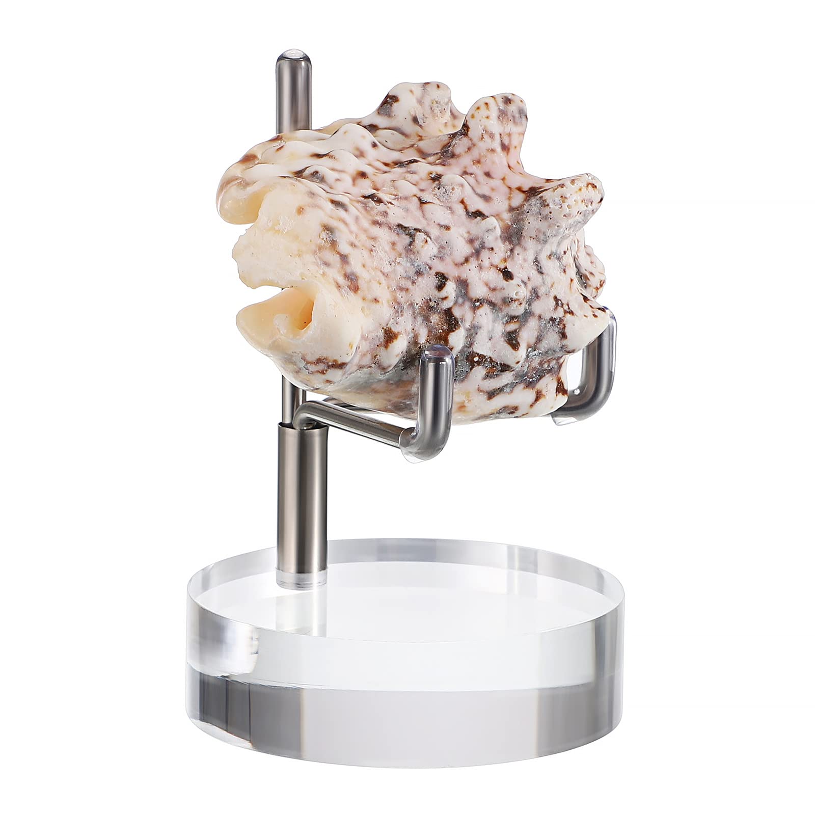 BTSKY Mini Size Adjustable Silver Metal Arm Display Stand Easel with Round Acrylic Base, Display Holder for Geodes Rock Mineral Agate Fossil Coral Coin
