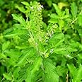 3 Tulsi Holy Basil Plants Live from 5 to 6 Inc Tall, Holy Basil Live Plant, Basil Plant Pot Starter Planting