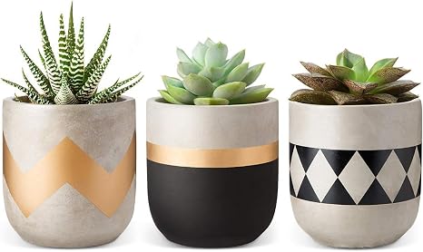 Pot Plants