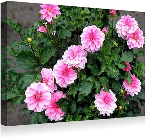 Amazon Co Jp 30x40cm アートパネル ポスター 湿気を防ぐ キャンバスアート インテリア 絵画 ダリア花ハーブ花壇 アートフレーム 取り付けやすい 装飾軽くて取り付けやすい 壁掛け アート 装飾 壁絵 Generic