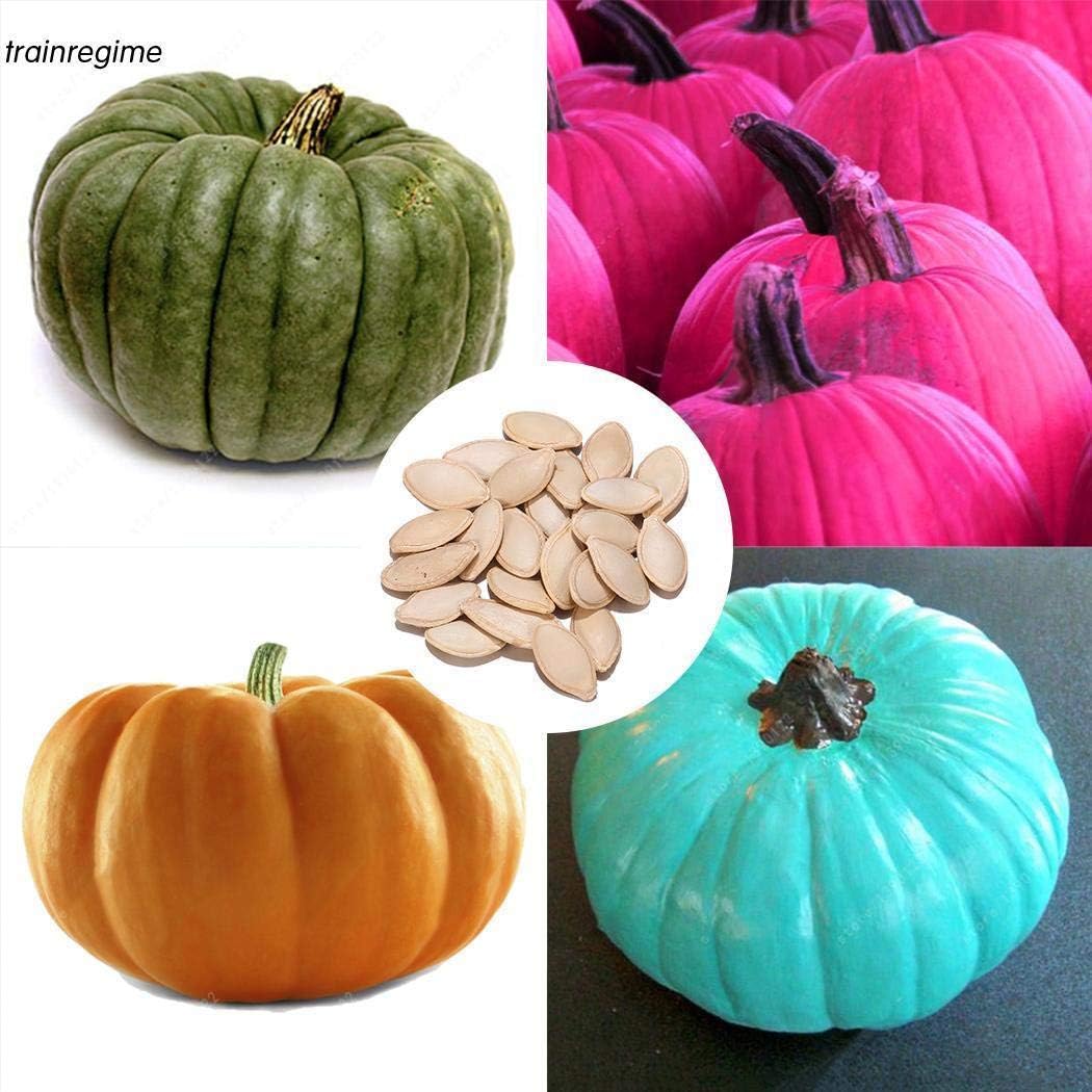 AGROBITS Tipo 12: 20P jardín de Calabaza Semillas Huerto de ...