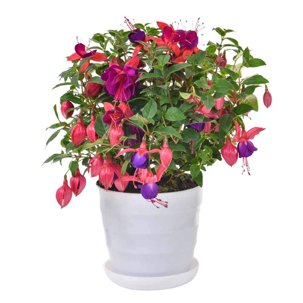 about anthurium plant Anthurium Red