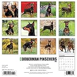 Image de Just Dobermans 2017 Wall Calendar (Dog Breed Calendars)