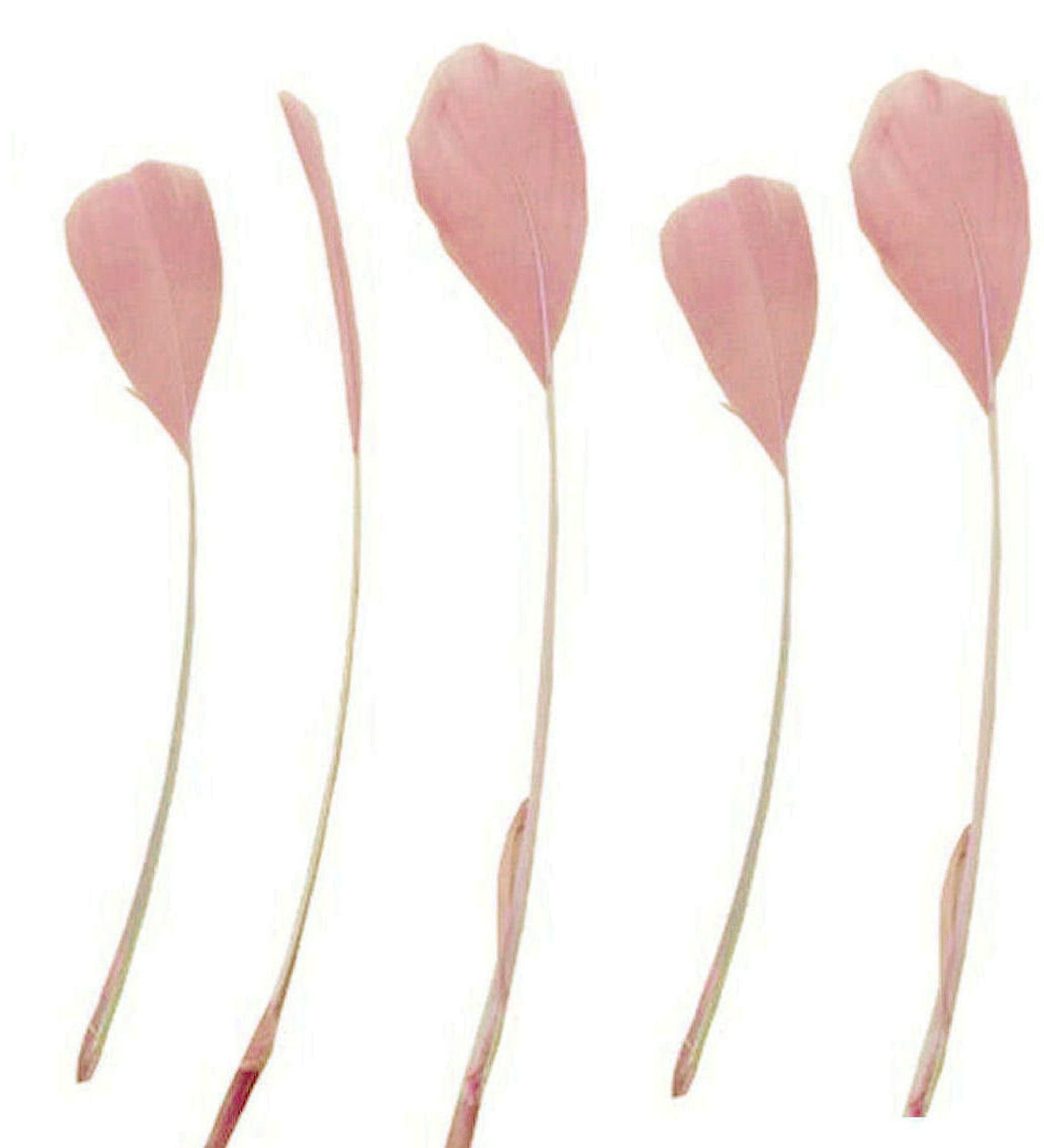 Gregory Crafts & Gifts Dusky Pink Stripped Coque Style Feathers x 5 - Fascinators, Weddings - 6 inches Approx