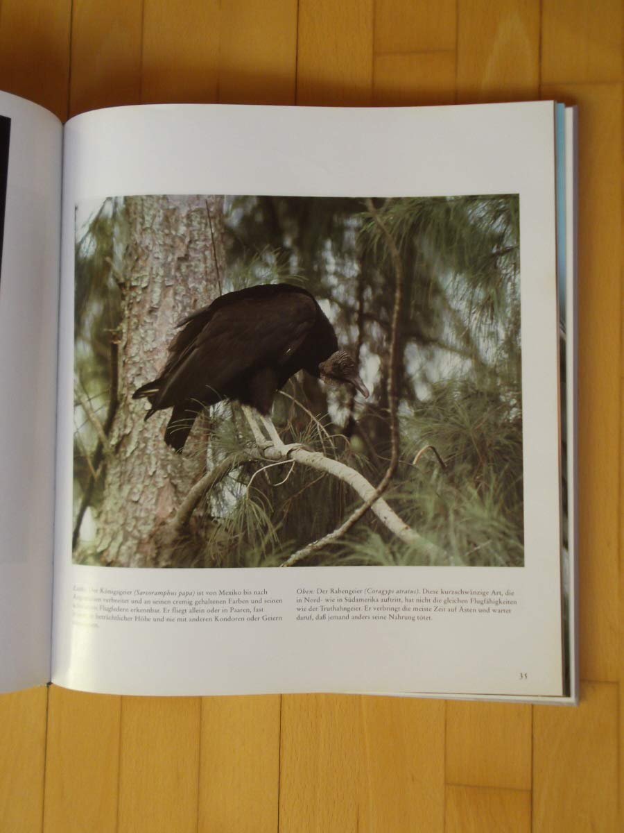 Vogel Der Welt Greifvogel Amazon De John P S Mackenzie Florian Bender Bucher